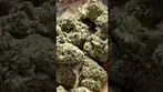 Pink Kush T29 NUGS 2 | UK Medical Cannabis Strain #ukmedicalcannabis  #cannabiseducation