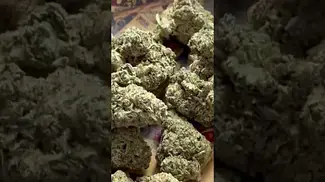 Pink Kush T29 NUGS 2 | UK Medical Cannabis Strain #ukmedicalcannabis  #cannabiseducation