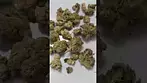 Bc green HGH T33 heavy gas hitter  Happy day