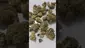 Video Thumbnail: Facts 32