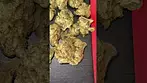 4C LABS PUP-S 22/1 Pucker Up Smalls Medical Cannabis Flower