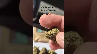 Oceanic BC - Black Cookies T25% (UK Medical Cannabis Prescription)