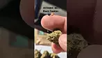 Oceanic BC - Black Cookies T25% (UK Medical Cannabis Prescription)