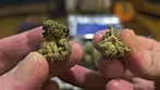 UK Medical Cannabis Review - CMOG (aka. Chem Mog)