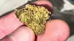 Curaleaf® TPI T20 Tripoli Medical - Strain Reviews #28