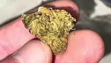 BabyzBudz Video Thumbnail