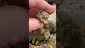 Video Thumbnail: St0nerLukas