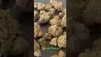 GRAPE GALENA 21% THC GOOD STRAIN