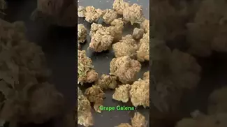 GRAPE GALENA 21% THC GOOD STRAIN