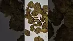 Curaleaf - Tripoli 20%THC (UK Medical Cannabis Prescription)