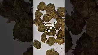 Curaleaf - Tripoli 20%THC (UK Medical Cannabis Prescription)