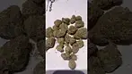 Grey Goose #medicalcannabis 25%thc