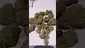 Video Thumbnail: Strange Life 420