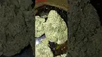 Green Karat Lemon Skunk - Review in description #ukmedicalcannabis #medicalcannabisuk #shorts
