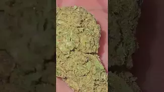 CURALEAF GREEN GELATO 23% THC