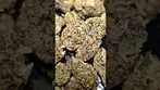 VASCO BLUEBERRY BANANA SMALLS (UK PRESCRIPTION MEDICATION)