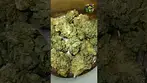 Upstate | Full Gas | UK Medical Flower | First look 