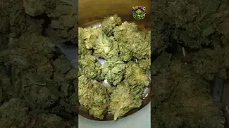 Upstate | Full Gas | UK Medical Flower | First look 