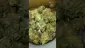 Video Thumbnail: VIP THC