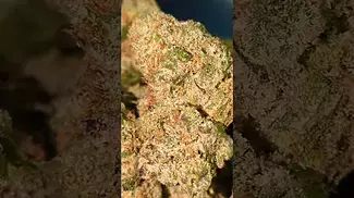 PLANTATIONS CERES RAINBOW PAVE (UK PRESCRIPTION MEDICATION)