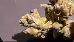 Grow platinum T26 apples & banana jealousy REVIEW FULL OF XYLEM SAP !!!!!