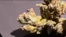 Pain Patient Video Thumbnail