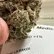 Flower Photo of Companies Cultivating/Producing UK Medical Cannabis LA T29 L.A. Baker