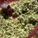 Flower Photo of All Flower/Strains (Prescription Medical Cannabis) GLOC T28 Gelato Orange Cake