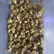 Flower Photo of All Flower/Strains (Prescription Medical Cannabis) BM T22 Biscotti Mintz