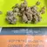 Flower Photo of All Flower/Strains (Prescription Medical Cannabis) MOP T18 Mimosa Orange Punch