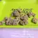 Flower Photo of All Flower/Strains (Prescription Medical Cannabis) PSC T23 Pink Snowcone