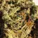 Flower Photo of All Flower/Strains (Prescription Medical Cannabis) BTK T26 Black Triangle Kush