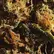 Flower Photo of Companies Cultivating/Producing UK Medical Cannabis Craft DBK T26 Durban Kush