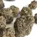 Flower Photo of All Flower/Strains (Prescription Medical Cannabis) PPP T28 Purple Push-Pop