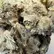 Flower Photo of All Flower/Strains (Prescription Medical Cannabis) ZAS T22 Zour Apples