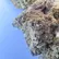 Flower Photo of All Flower/Strains (Prescription Medical Cannabis) PSL T25 Purple Punch
