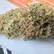 Flower Photo of Companies Cultivating/Producing UK Medical Cannabis GED T21 Gelato Dream