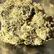 Flower Photo of Companies Cultivating/Producing UK Medical Cannabis SP T31 Strawberry Pavé