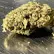 Flower Photo of All Flower/Strains (Prescription Medical Cannabis) CMOG T27 Chem-Mog
