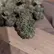 Flower Photo of Companies Cultivating/Producing UK Medical Cannabis BB T9:C11 Blackberry Balanced