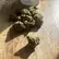 Flower Photo of Companies Cultivating/Producing UK Medical Cannabis GMOC T30 GMO Cookies