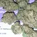 Flower Photo of All Flower/Strains (Prescription Medical Cannabis) DG T27 Durban Gorilla