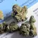 Flower Photo of Companies Cultivating/Producing UK Medical Cannabis ZZP T20 Zkittlez Pie