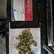 Flower Photo of All Flower/Strains (Prescription Medical Cannabis) CM T28 Cherry Mints