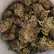 Flower Photo of All Flower/Strains (Prescription Medical Cannabis) BSC T28 Banana Shortcake