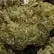 Flower Photo of Companies Cultivating/Producing UK Medical Cannabis KMS T30 KK Mints