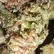 Flower Photo of Importers & Pharmacy Wholesalers JK T27 Jack Kush