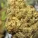 Flower Photo of All Flower/Strains (Prescription Medical Cannabis) KK T24 King's Kush