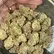 Flower Photo of All Flower/Strains (Prescription Medical Cannabis) Mochi T28 Mochi Gelato