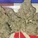 Flower Photo of All Flower/Strains (Prescription Medical Cannabis) STG T30 Strawberry Grail